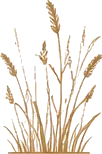 Blé